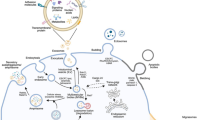 Visualizing extracellular vesicles in cancer: from biogenesis to ...
