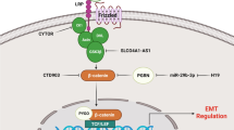 Long non-coding RNA TMEM51-AS1 inhibits colorectal cancer progression ...
