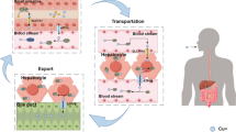 Copper homeostasis and copper-induced cell death in tumor immunity ...