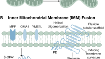Mitochondrial dynamics and cancer: mechanisms and targeted therapy ...