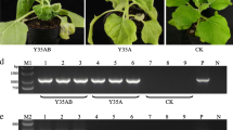 leaf curl of tobacco Disease Tlcv Induced Stock Photo 2599943619 Tomato leaf curl Gujarat virus