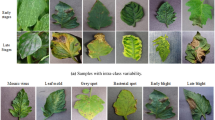 Research on the Identification of Tomato Leaf Diseases Based on Multi ...