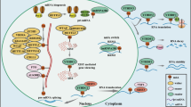 The Role of M6A Modification in Autoimmunity: Emerging Mechanisms and ...