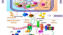 Hepatocyte nuclear factor 4-Alpha: a key regulator in liver ...