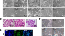 Protocol to Use Mouse Hepatocyte Cell Line AML12 to Study Hepatic ...