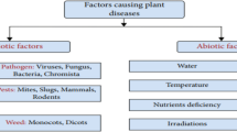 methodology for analysis of images methodology for analysis of images