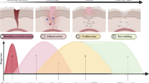 Extracellular vesicles from mesenchymal stem/stromal cells as emerging ...