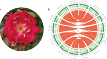 Pink Roses Genes Haplotype-resolved genome assembly provides insights into the unique ...