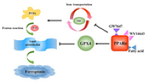 glutathione peroxidase 1 have iron Effects of dietary iron overload on glutathione peroxidase knockout mice |  Biological Trace Element Research