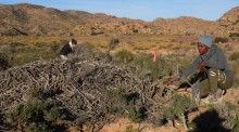 Veterinary Telemetry Mammalogy - Recent articles and discoveries | Springer Nature Link