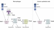 Volume 44, Issue 9 | The EMBO Journal | Springer Nature Link