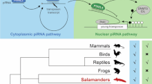 Volume 45, Issue 6 | The EMBO Journal | Springer Nature Link