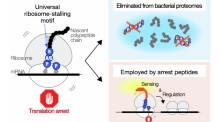 Volume 45, Issue 6 | The EMBO Journal | Springer Nature Link