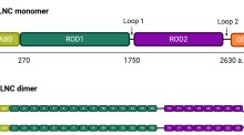 Volume 89, Issue 9 | Biochemistry (Moscow)