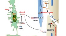 Volume 12, Issue 2 | EMBO Molecular Medicine | Springer Nature Link