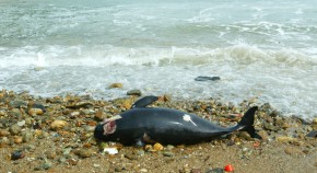 examples of research topics in fisheries examples of research topics in fisheries