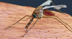 malaria research paper pdf malaria research paper pdf