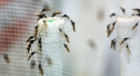 malaria research paper pdf malaria research paper pdf