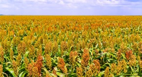 crispr gene editing research paper crispr gene editing research paper