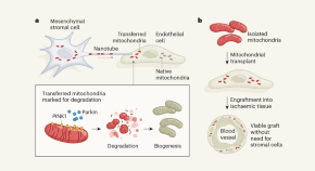 new research cancer stem cells