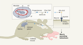 interesting research topics on animals