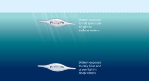 Evolution - Latest research and news | Nature