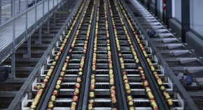 Components Produce Focal Point on Sustainable Fruit and Functional Components in China