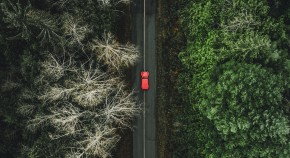 Car driving through forest.