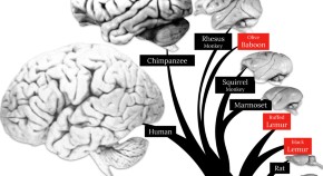 Brain evolution illustration