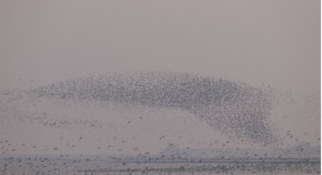 Migrating shorebirds