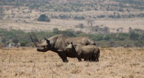 Photo of black rhinos