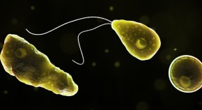 Naegleria fowleri amoeba