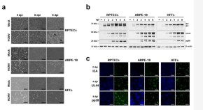 Fig 1 from the paper