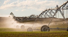 Pivot irrigation system spraying water on crops growing in wheat field.