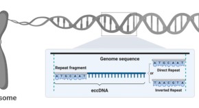 Ecc DNA diagram