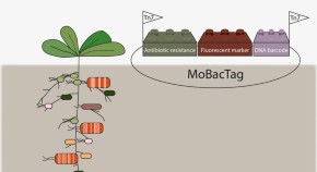 Modular bacterial Tag