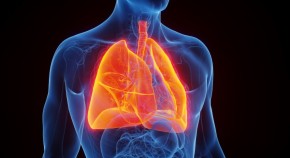 Lungs highlighted in human chest