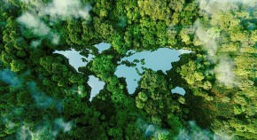 aerial view of forest