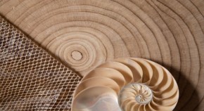 A selection of biomaterials: Wood, shell, and a mesh