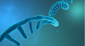 Single stranded nucleic acid cartoon