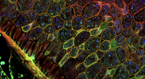 Cells