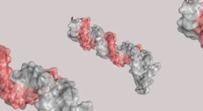 RNA molecules