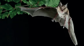 Bat flies in front of tree branch