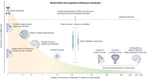 The x axis indicates the number of variants contributing to different types of genetic disease, ranging from monogenic conditions (for example, achondroplasia) to highly polygenic disorders (for example, schizophrenia). The y axis represents the effect size of individual variants, with monogenic disease variants typically showing large effect sizes, whereas variants underlying polygenic disease have smaller effect sizes. The liability threshold reflects the cumulative effect size required for disease manifestation.