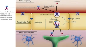 Enzyme drugs shuttle into the CNS courtesy of iron-carrying transferrin receptors.