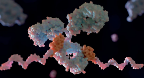 Antibodies linked to siRNAs or ASOs promise to overcome the limitations of traditional oligo delivery.
