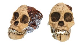 Australopithecus skulls