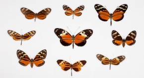 Heliconius butterflies