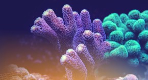 Image of corals