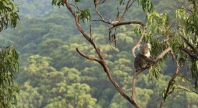 koala in tree